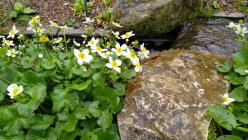 Caltha palustris 'Alba' Калужница болотная